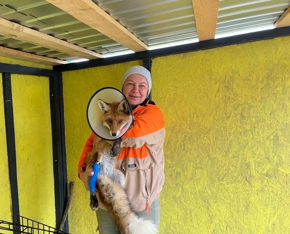 Юлия Буйницкая с лисой Челси. Фото со страницы Юлии Буйницкой в ВК.