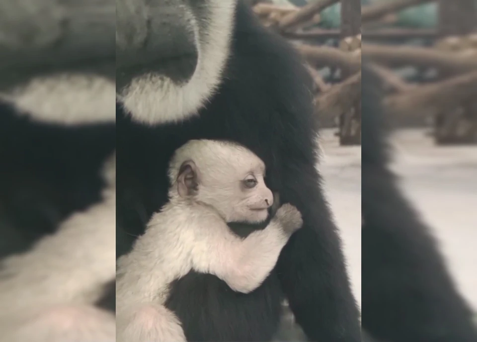 В 2025 году в зоопарке на свет появилось 29 детенышей. Скриншот из видео от Пермского зоопарка.