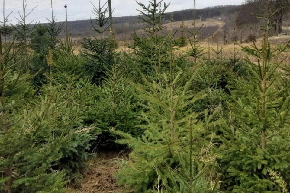 «Moldsilva» выставило на продажу почти 38 тысяч новогодних елей. Фото:соцсети