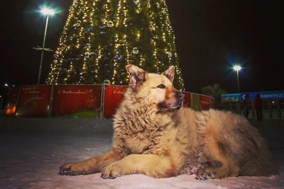 Умер пес Кефир, легенда Соснового Бора и звезда соцсетей. Фото: личная страница ВКонтакте