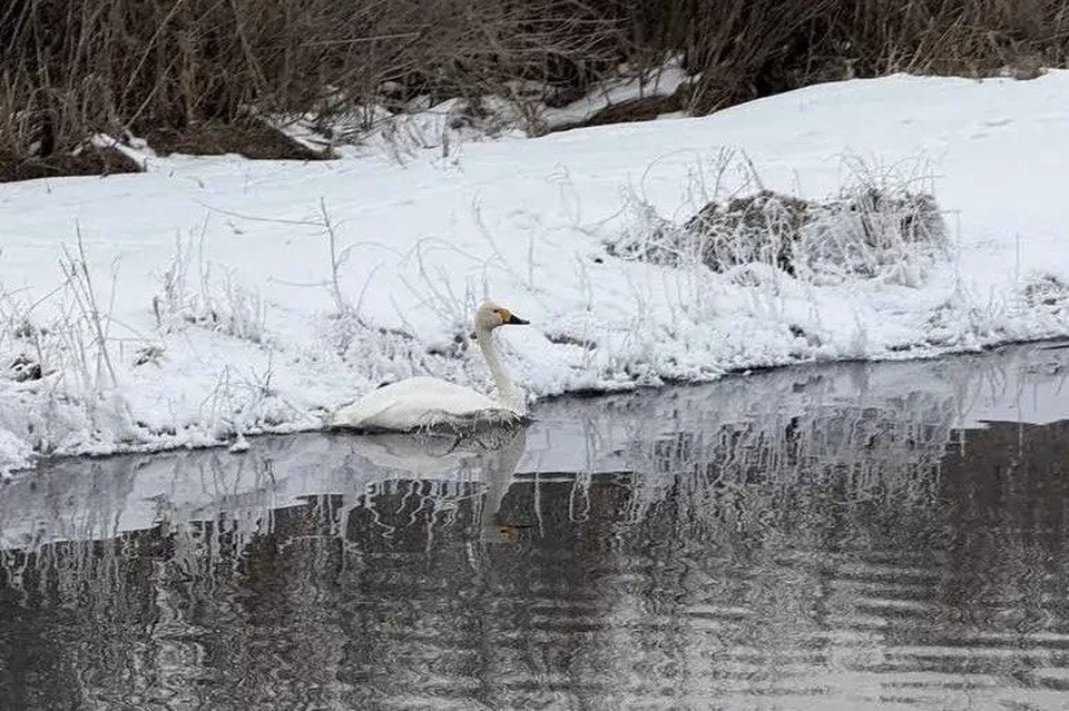 На озере Цайдама в Бурятии застрял белый лебедь. Фото: Бурприроднадзор.