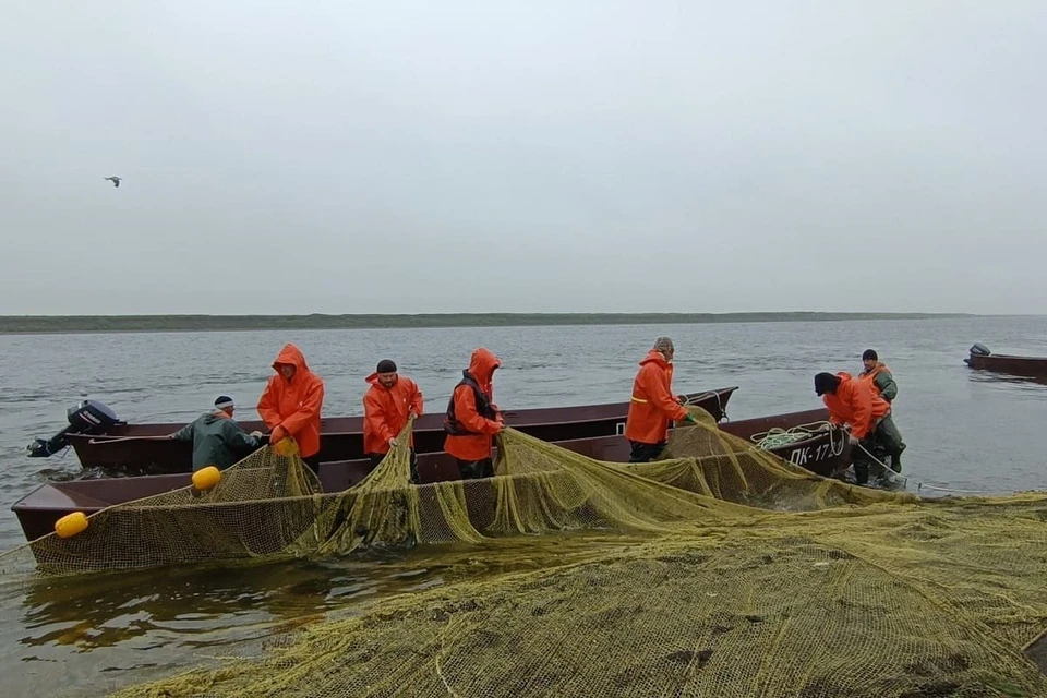 Иглобрюх мог случайно попасть к скумбрии во время вылова рыбы.
