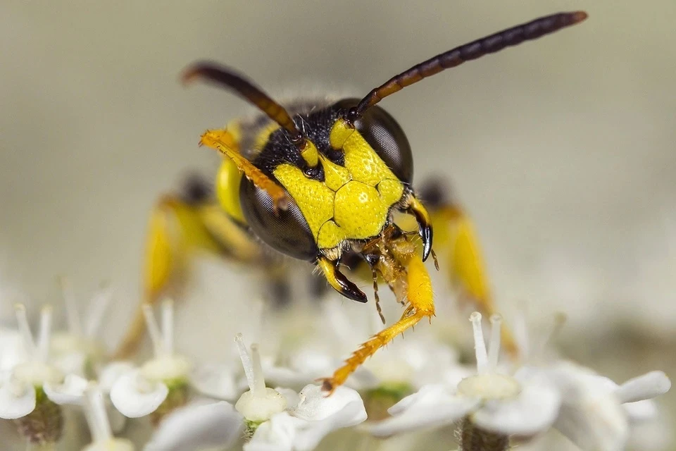 «Зимние» осы стали проблемой для россиян: чем опасна аномальная активность насекомых