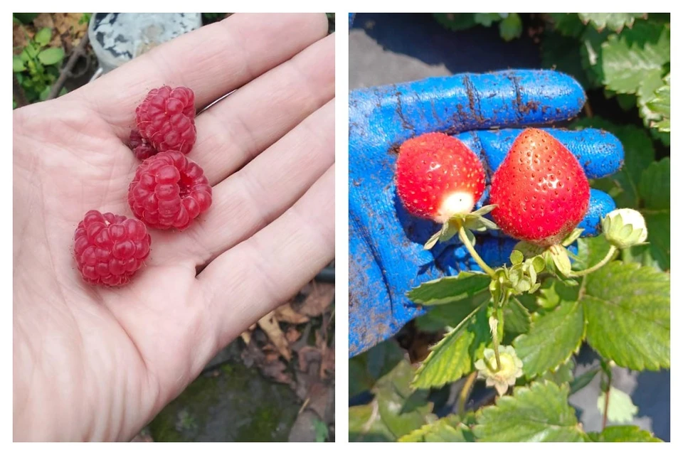 Жители Ростовской области собирают урожай малины и клубники в декабре.