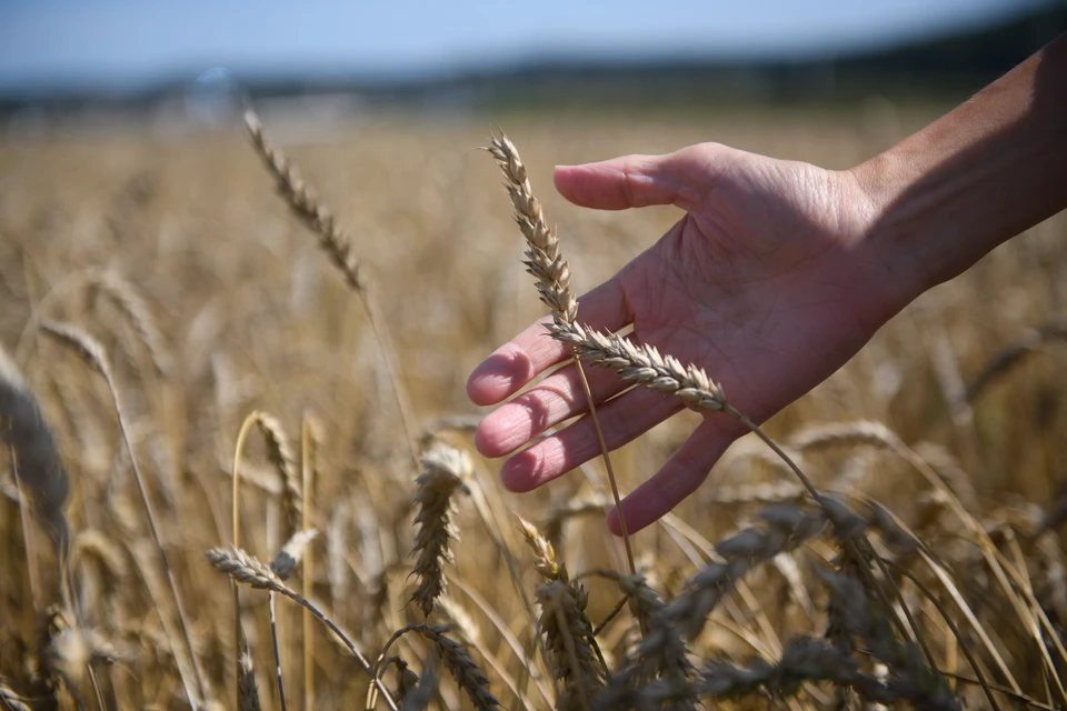 В этом году ярославские аграрии собрали 100 тысяч тонн зерна - на 25% больше, чем в прошлом