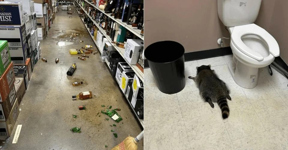 Енот разгромил винный магазин, напился бурбона и уснул в туалете. Фото:соцсети