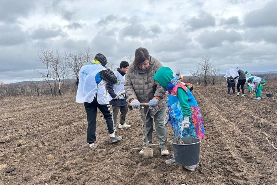 В ДНР за три года восстановили 400 гектаров леса. Фото: ТГ/Ежиков