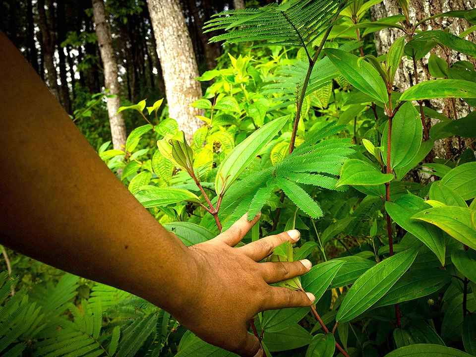 Фото: Ahmad enka/Shutterstock/Fotodom