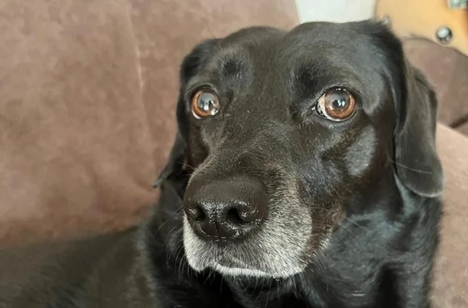 Олли ждут хозяева. Фото: личный архив