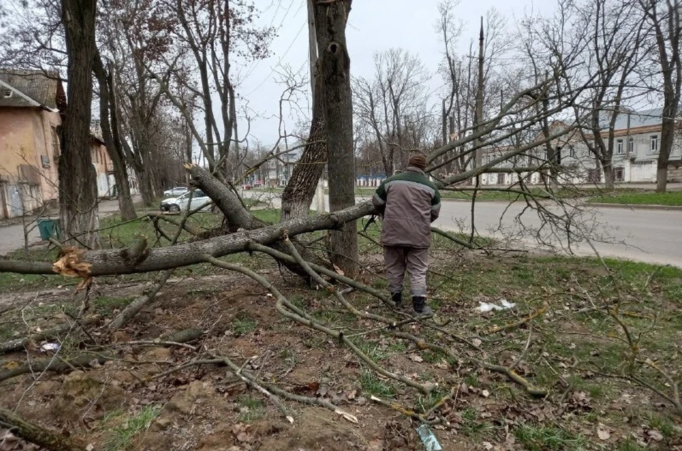 Сотрудники муниципального предприятия «Зеленстрой» оперативно реагируют на обращения жителей по поводу упавших деревьев и обломанных веток. Фото: ТГ/Кольцов