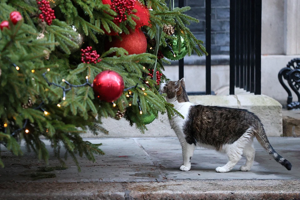 Главный хозяин дома №10 на Даунинг-стрит кот Ларри