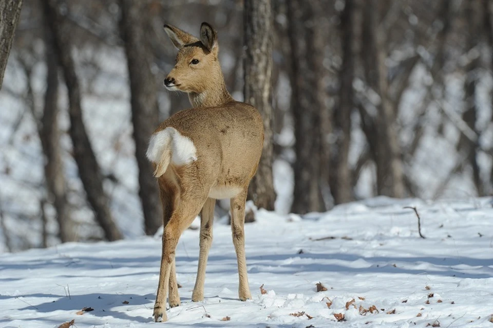 Житель Кабардино-Балкарии заплатит 200 тысяч рублей за убийство косули