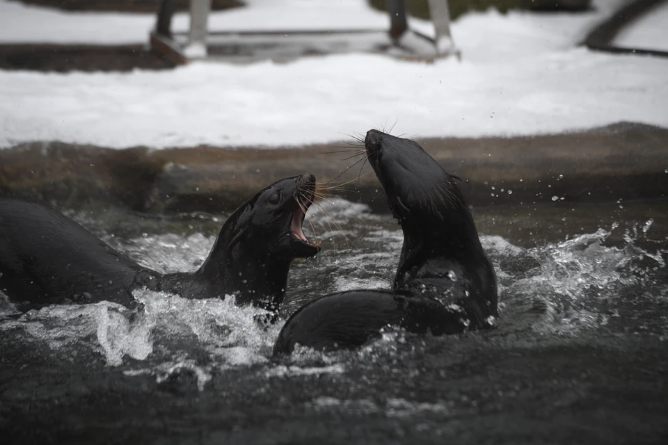 Детенышу северного морского котика из Московского зоопарка дали имя