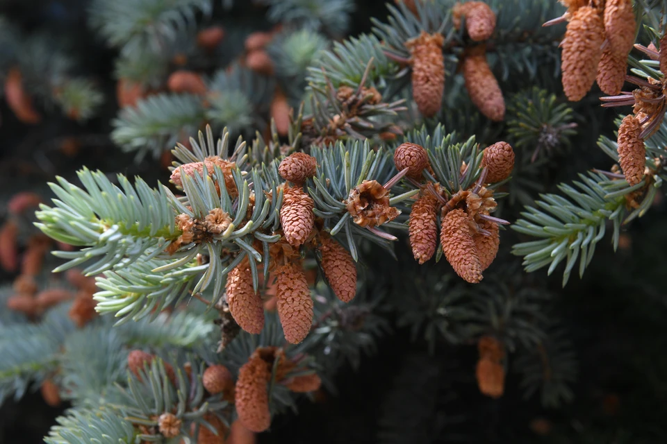 Самостоятельно срубить лесную красавицу можно только по разрешению с 15 по 31 декабря.