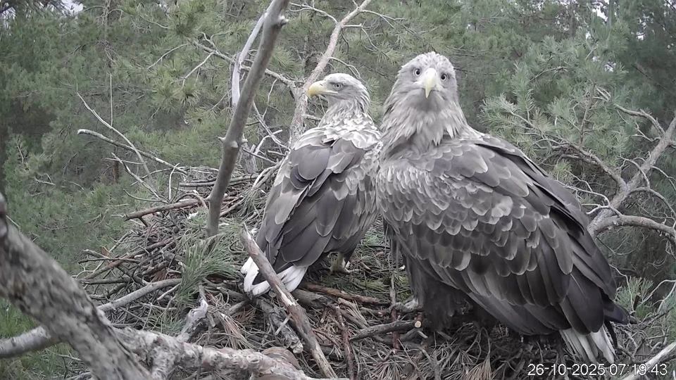Ульяновцам предлагают в прямом эфире понаблюдать за зимовкой орланов-белохвостов | ФОТО: скриншот с видео