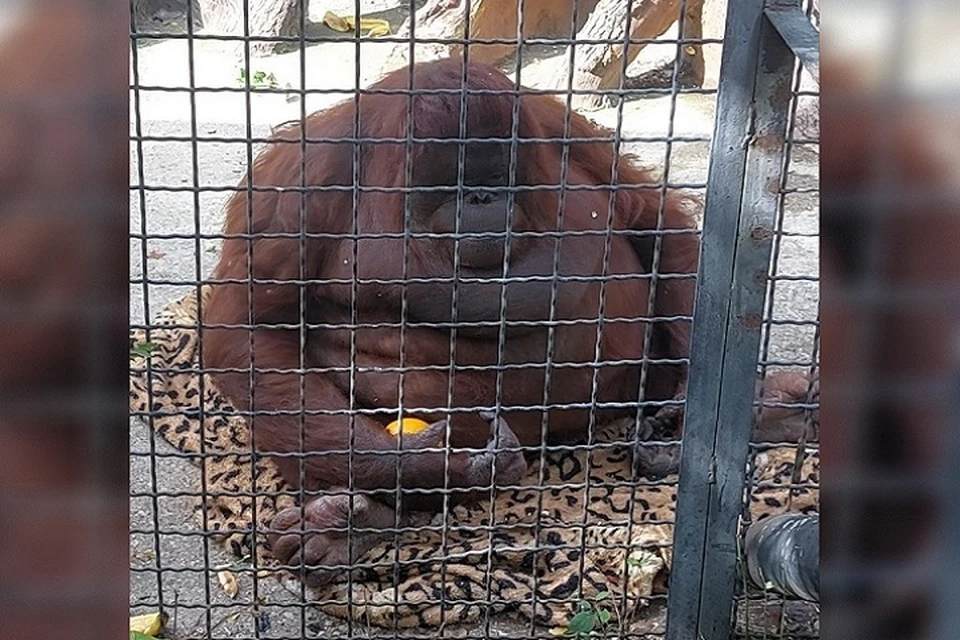 Вольер с орангутаном Даной оградят защитным стеклом