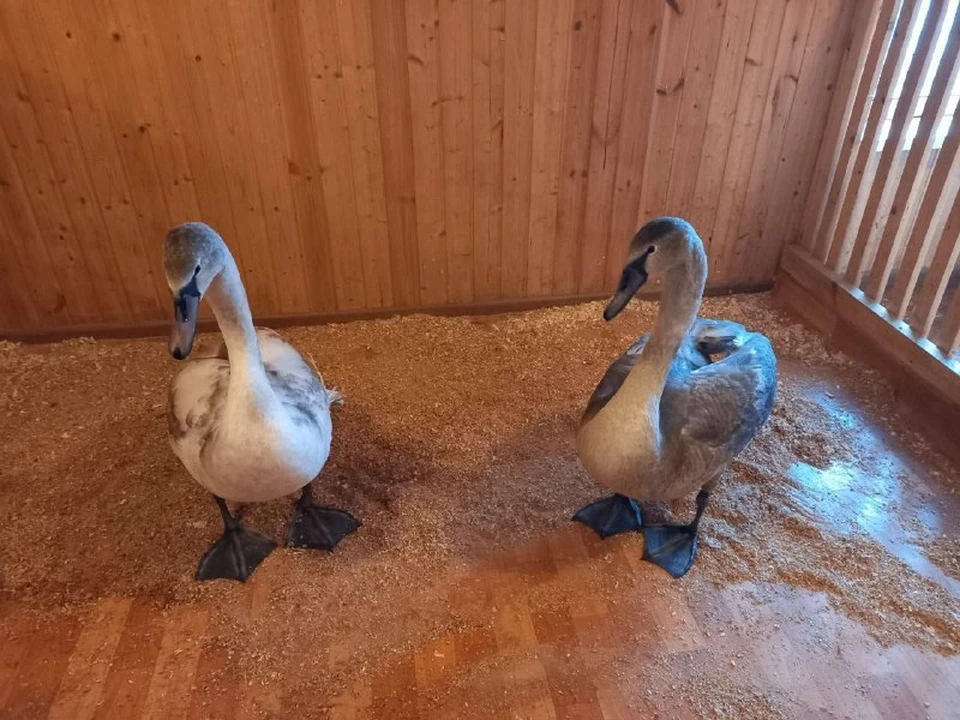 Специалисты помогут птицам адаптироваться и окрепнуть к весне. Фото: телеграм-канал Ивана Носкова