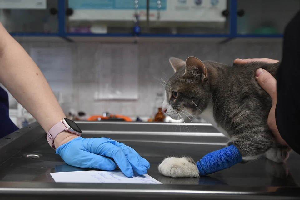 Москвич обанкротился из-за больного кота