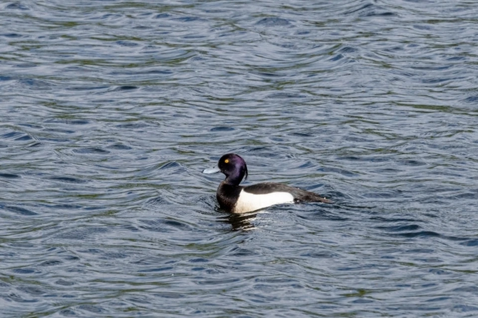 Площадка уже является ключевым центром притяжения.