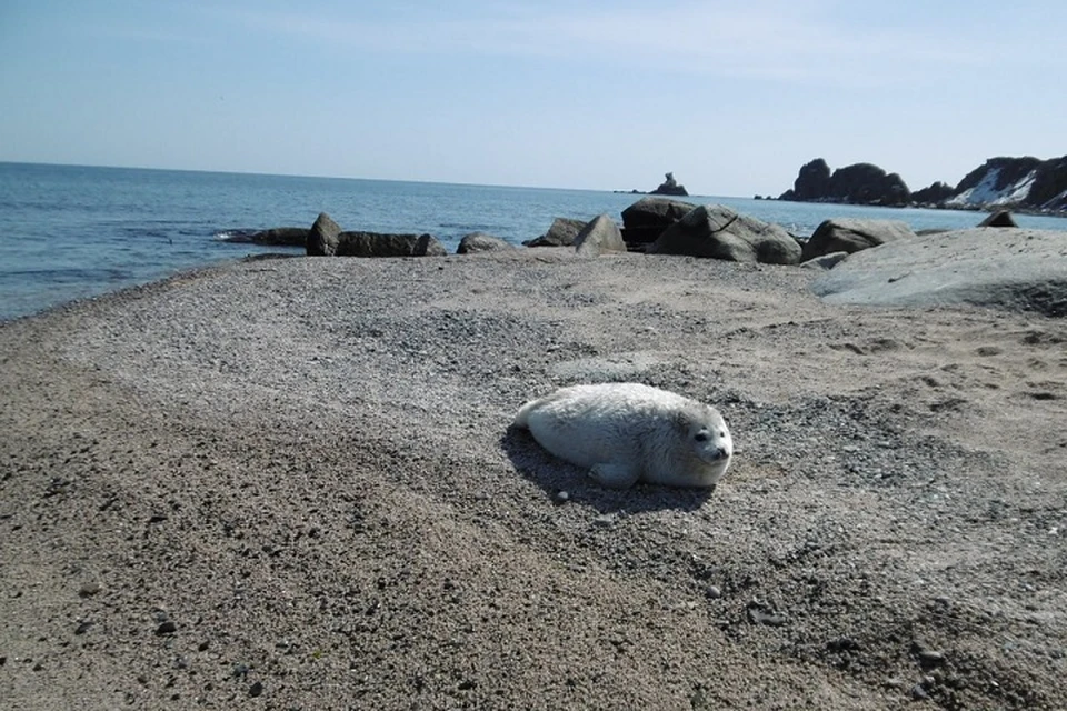 13 бельков зарегистрировали на острове в феврале