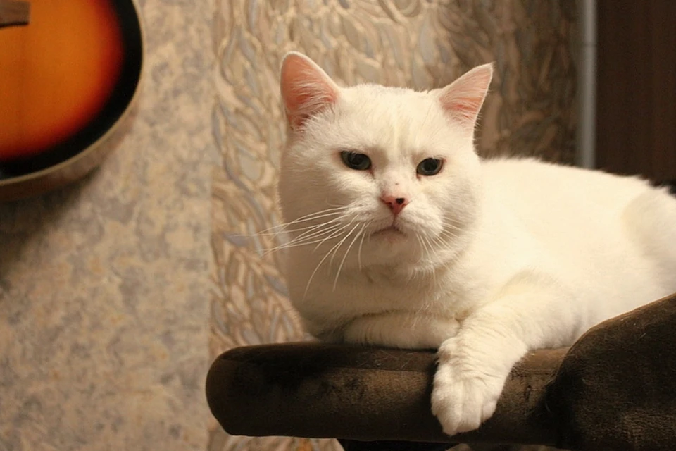 Кот Персей пережил год одиночества и теперь ищет новую семью. Фото: https://vk.com/the_odd_warrior