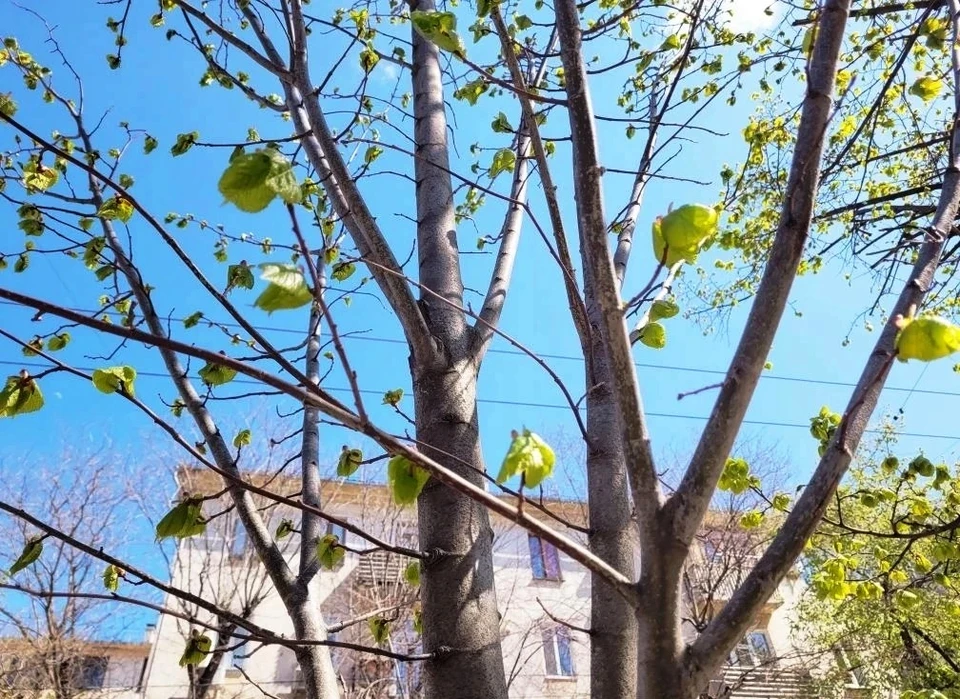 Насаждения будут радовать жителей и гостей города. Фото: канал Михаила Развожаева в MAX