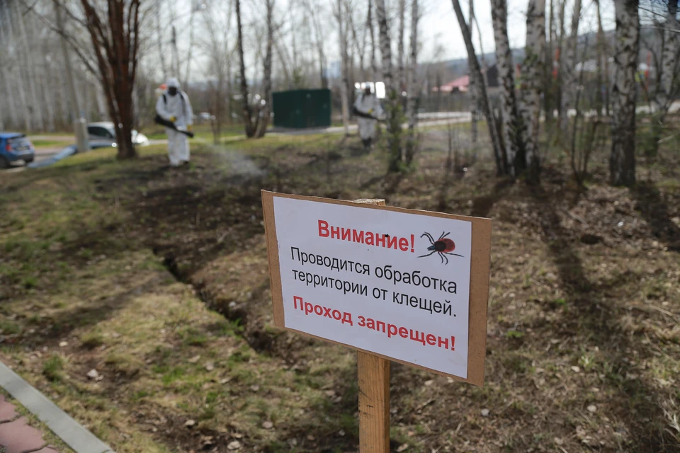Противоклещевые обработки начались в первых числах мая