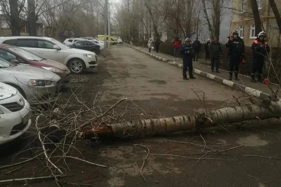 Оказалось, что оренбуржцы неоднократно жаловались на сухостой и уже просили его спилить. Фото: прокуратура Оренбургской области