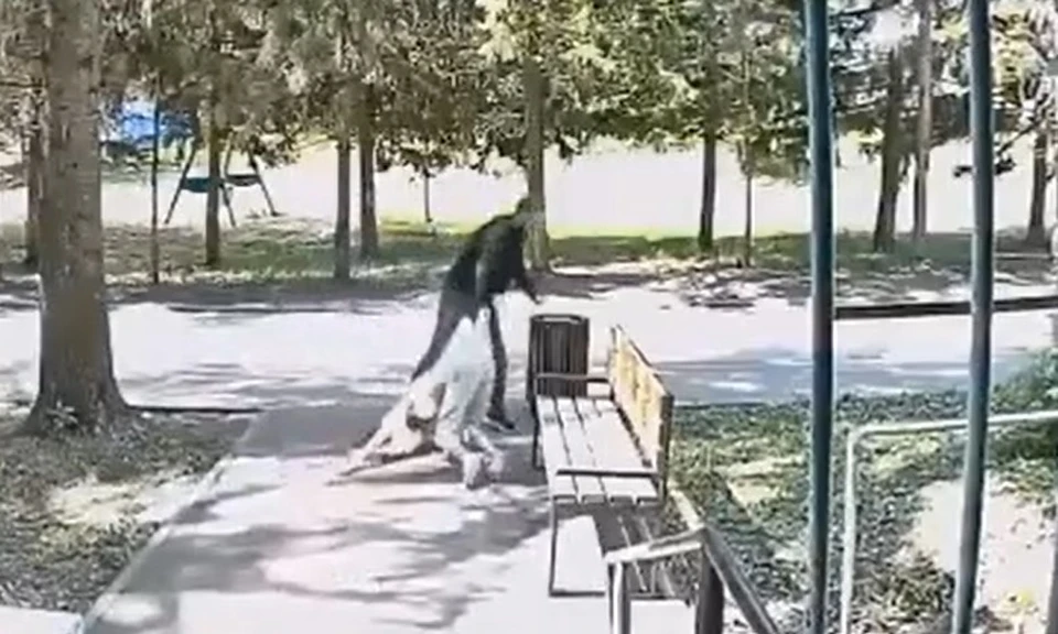 Нападавший 34-летний мужчина помещён в изолятор временного содержания.
