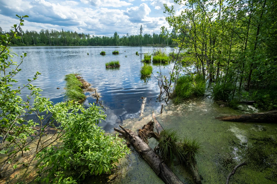 Вода в реке была отравлена нечистотами.