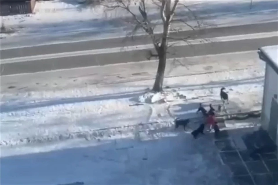 Выпущенная на самовыгул овчарка напала на ребенка в Туве. Фото: паблик ВК "Школный базар. Кызыл".