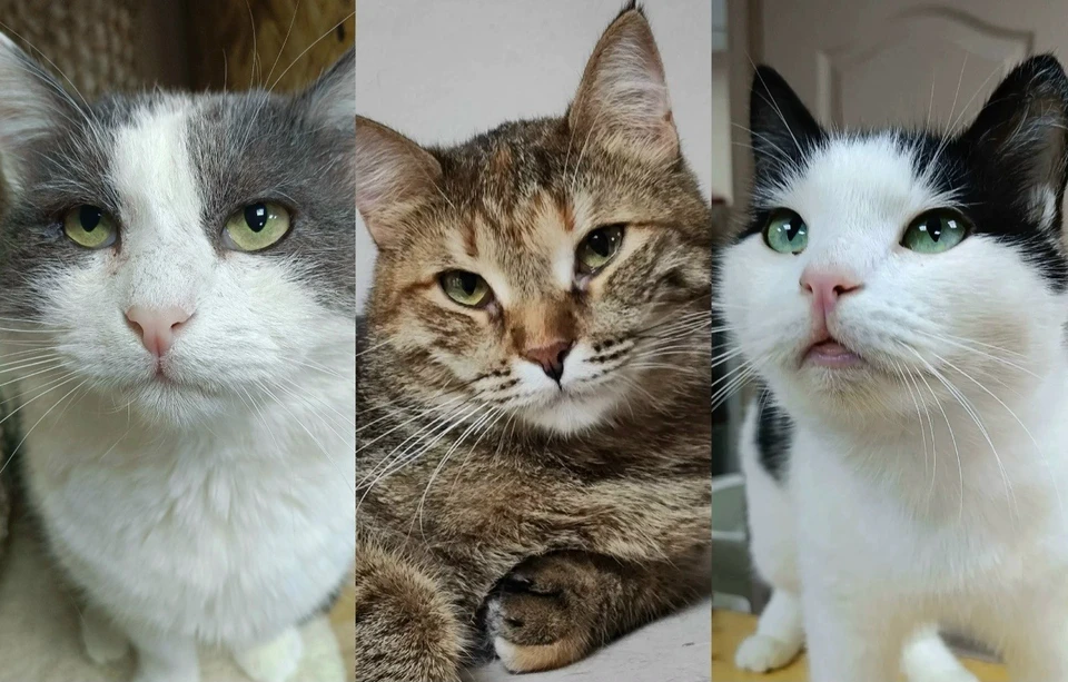 Ищем ответственных хозяев для кошек из Удмуртии. Фото: котофонд
