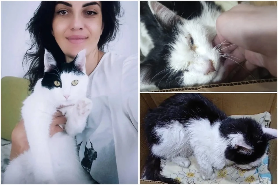 На фото справа кот Фёдор сразу после после нескольких месяцев в передержке. Фото: предоставлено героями публикации.