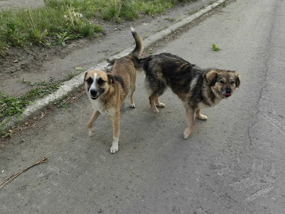 Фото: архив "КП".