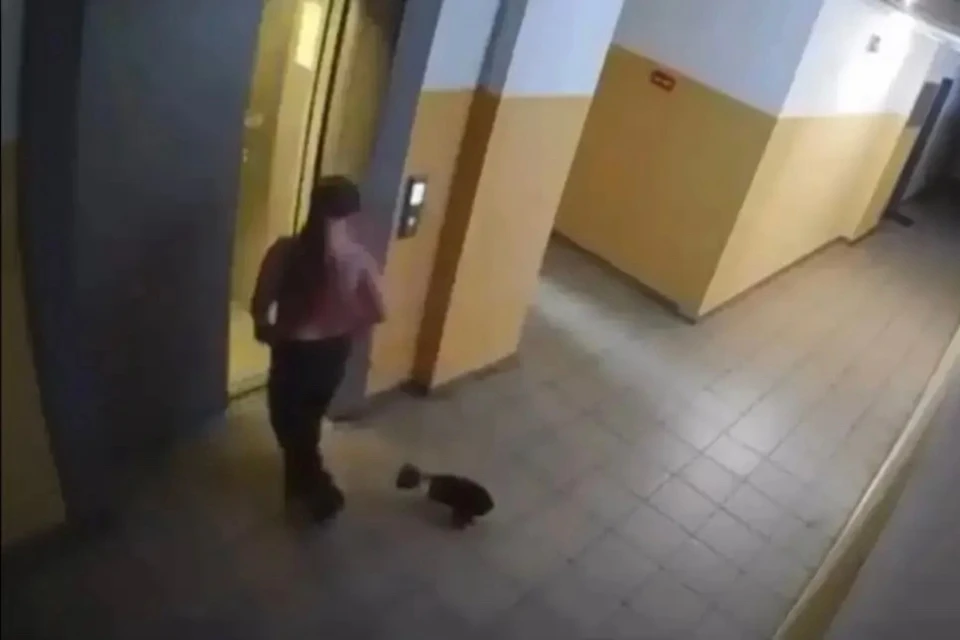 Полиция Тулуна начала проверку после видео с избиением кошки в лифте.