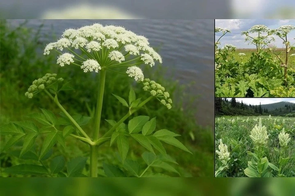 Врачи Иркутска предупредили об опасных растениях для детей. Фото: Городская Ивано-Матренинская детская клиническая больница
