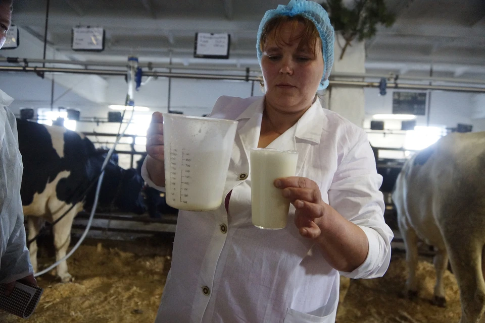Производство молока в регионе превысило показатели 2025 года