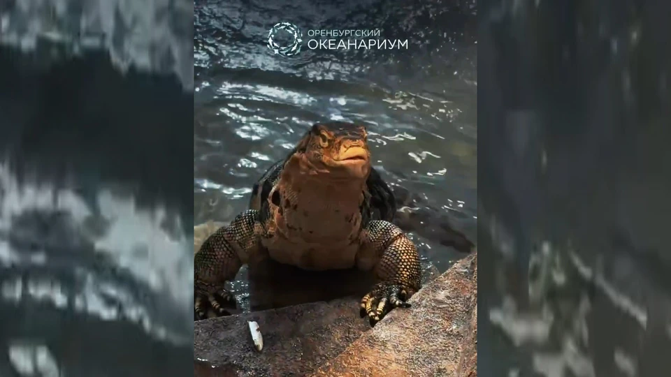 Фото: скриншот видео Оренбургского океанариума
