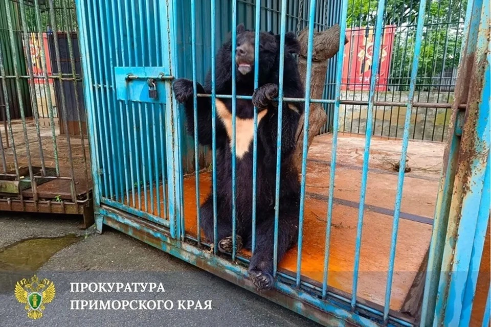 Медведь в Уссурийске тяжело ранил женщину во время кормления Фото: прокуратура Приморского края