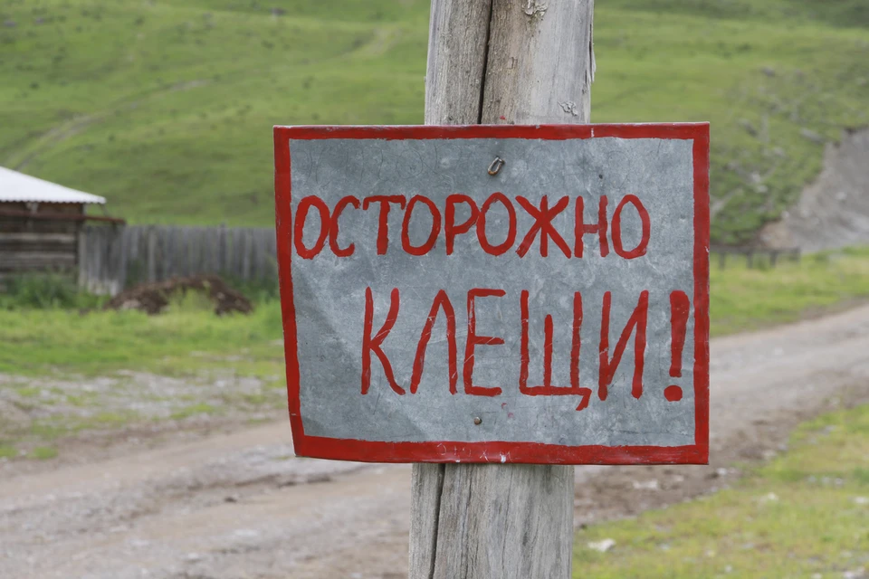 Жителям региона рекомендуют сделать прививку от клещевого энцефалита и надевать светлую одежду при выезде на природу