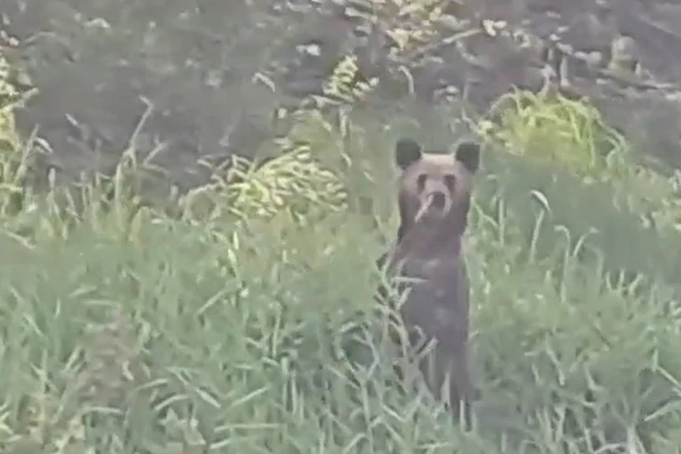 Скрин с видео Природнадзора Югры