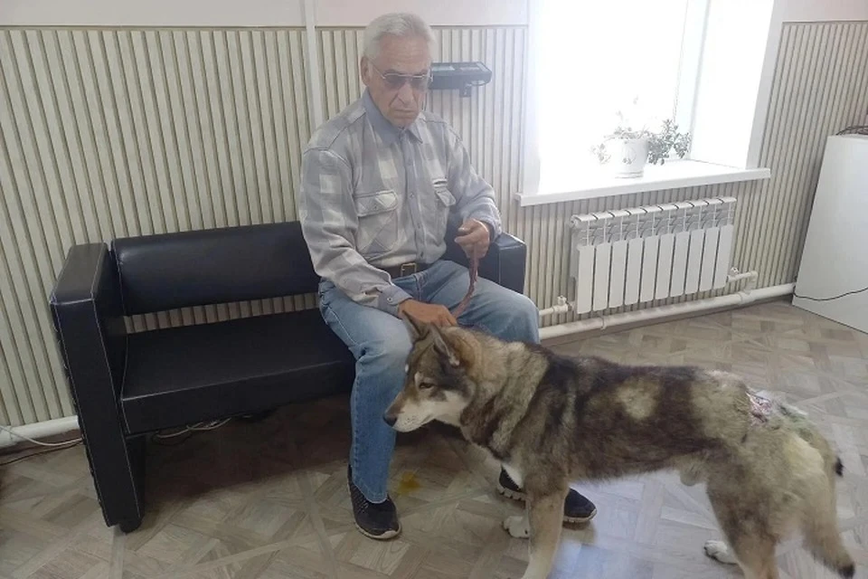 На Сахалине пес вступил в схватку с медведем и спас своего хозяина Фото: Сахалинское ветплем агентство