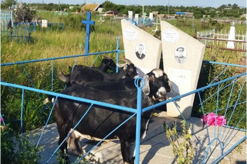 Фото: Уральское управление Россельхознадзора