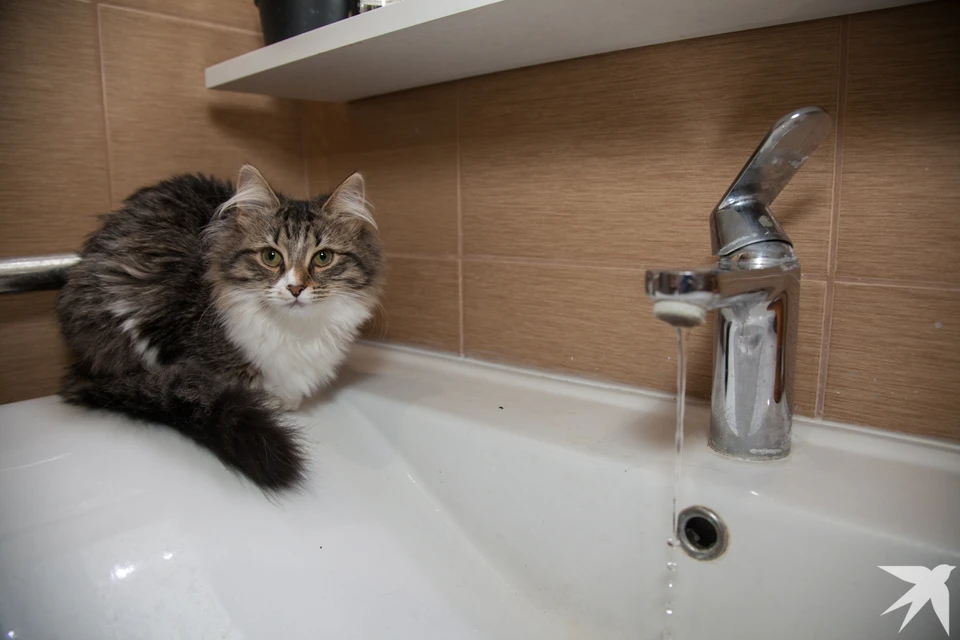 Екатеринбуржцам, которые сидят без горячей воды, пообещали сделать перерасчет