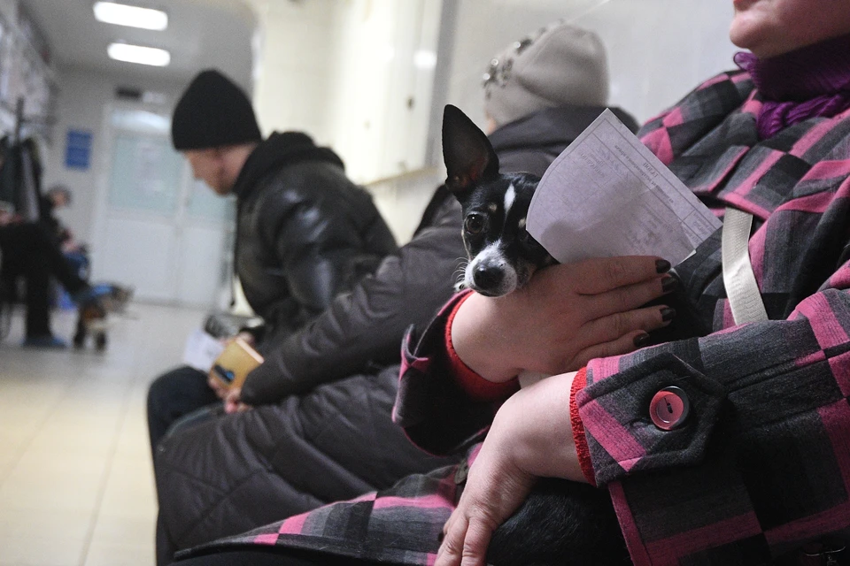 Несколько владельцев собак считают, что питомцы умерли после вакцинации от бешенства.