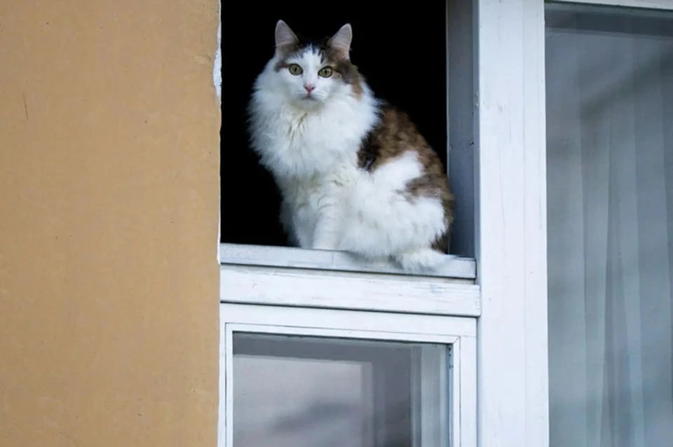 Фото: Типичный краб Нижневартовска