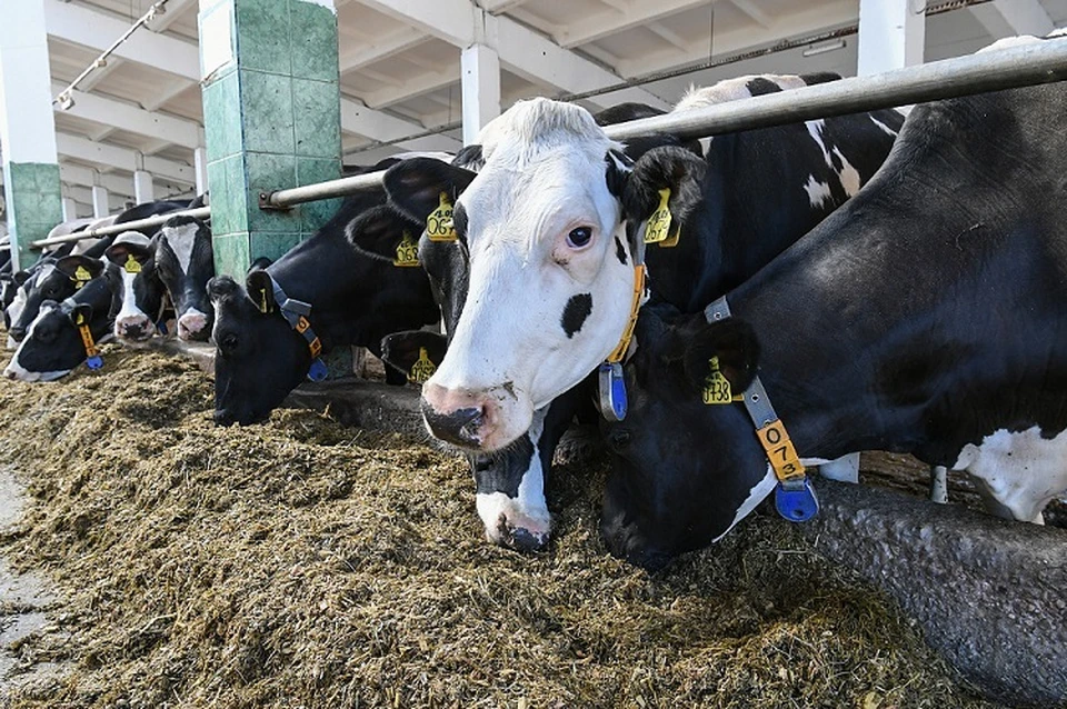 Препарат влияет на увеличение молочной продуктивности. Фото: Александр Жмулин