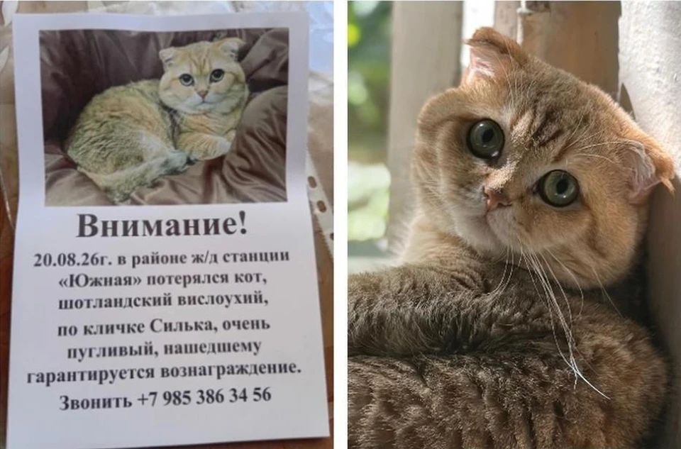 Сильвестр выпал из переноски в Керчи перед отправлением поезда. Фото: Дмитрий Корепин/VK