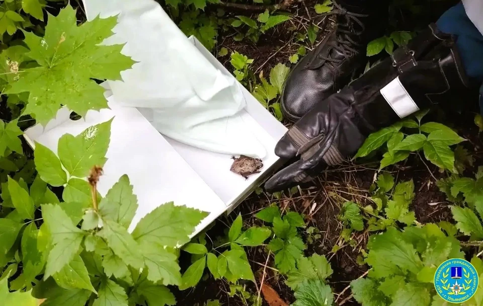 В детском саду Ульяновска спасатели поймали летучую мышь | ФОТО: Управление гражданской защиты Ульяновска