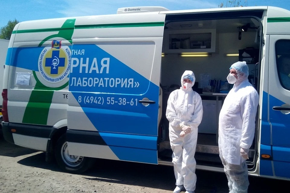 В Костроме животных бесплатно привьют от бешенства. ФОТО: правительство Костромской области